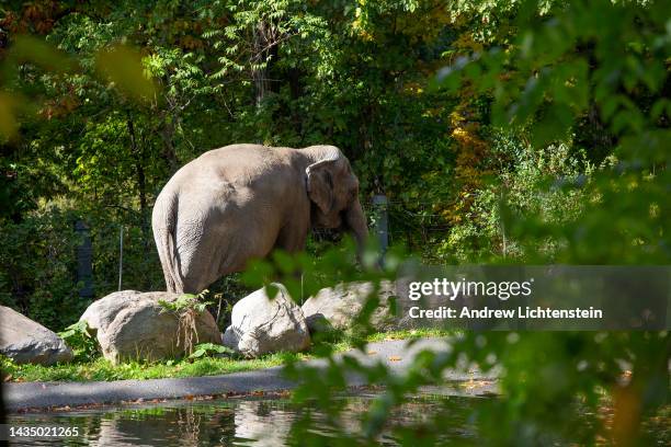 Happy, an Asiatic elephant, stands in her enclosure on October 19, 2022 at the Bronx Zoo in the Bronx, New York. Animal rights advocates have sued...