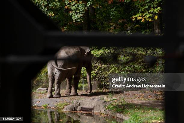 Happy, an Asiatic elephant, stands in her enclosure on October 19, 2022 at the Bronx Zoo in the Bronx, New York. Animal rights advocates have sued...