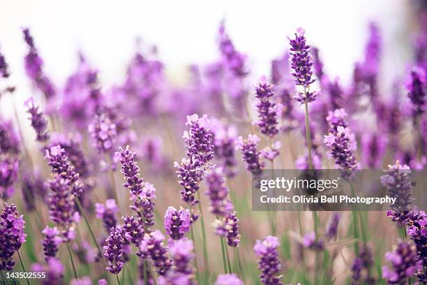 lavender field - lavendelfarbig stock-fotos und bilder