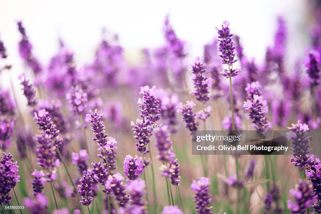 Lavender field