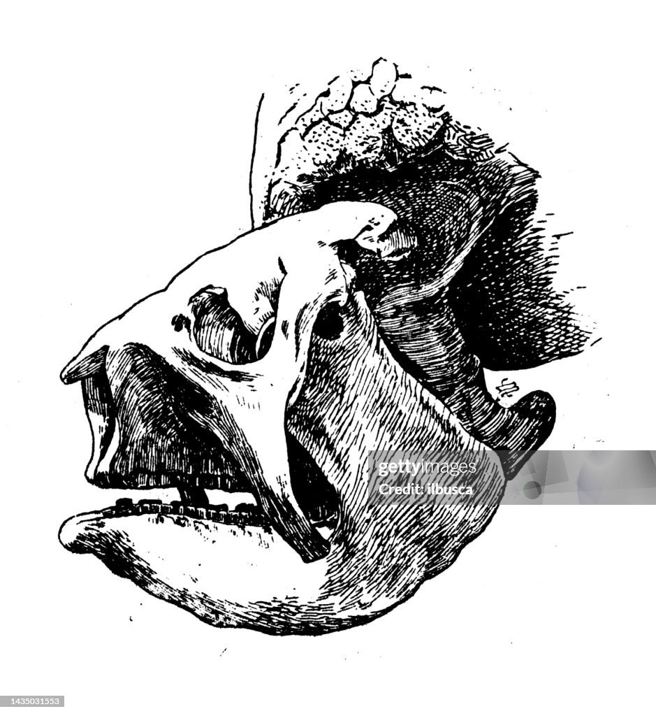 Antique image: Dinosaur skeleton, Glyptodon