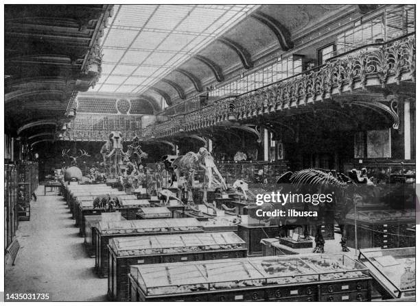 antique image: french national museum of natural history, gallery of paleontology - palaeontologist stock illustrations