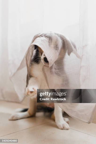 portrait of a puppy playing and chewing on the curtain at home - sorry funny stock pictures, royalty-free photos & images