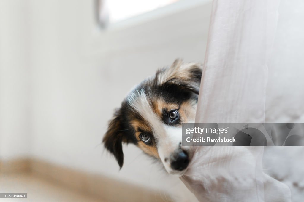 Portrait of border collie puppy biting a curtain