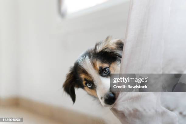 portrait of border collie puppy biting a curtain - birichinata foto e immagini stock