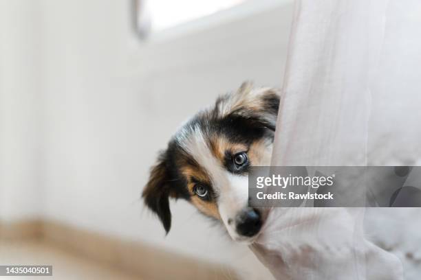 portrait of border collie puppy biting a curtain - messy dog stockfoto's en -beelden