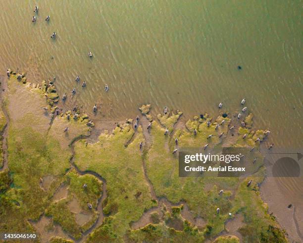 canadian geese on mud flat - wet area stock pictures, royalty-free photos & images