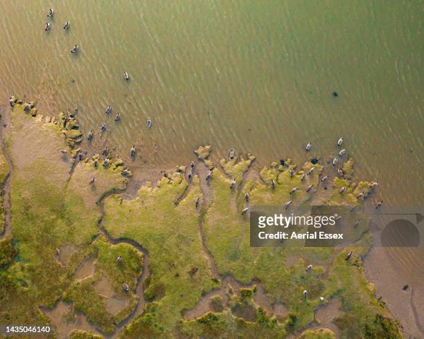 canadian geese on mud flat - lamaçal imagens e fotografias de stock