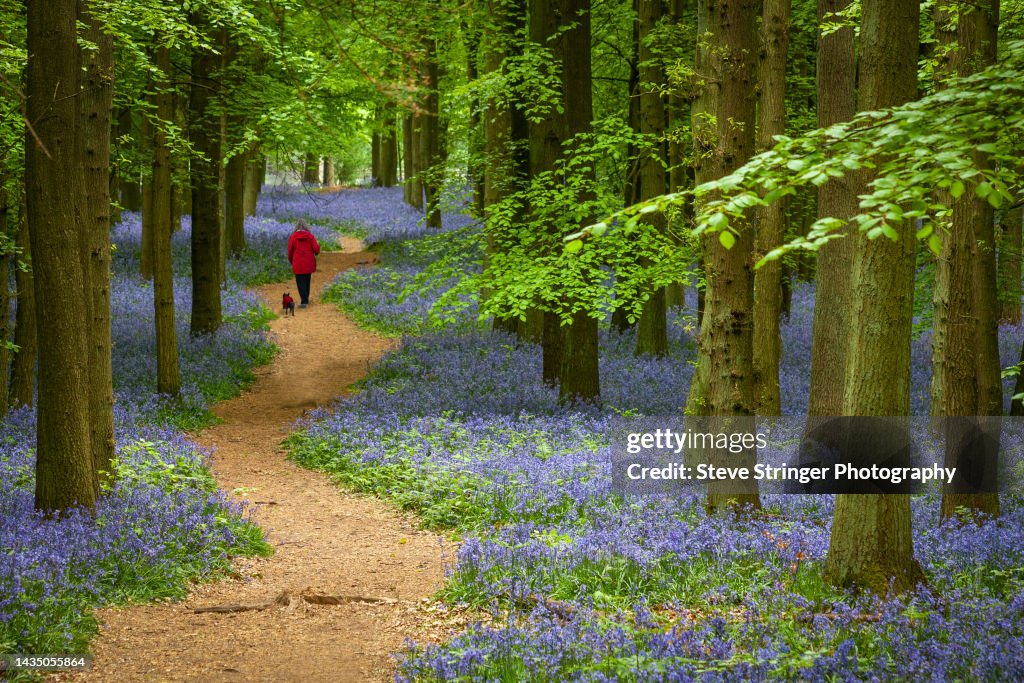 Bluebell Dog Walk