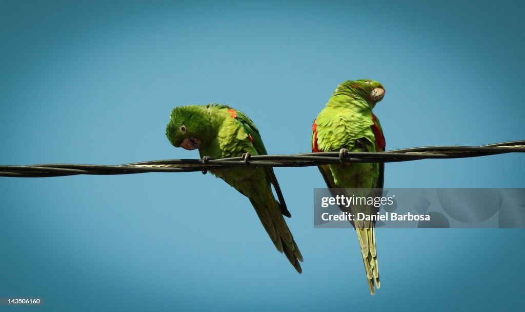 Wild monk parrot on wire