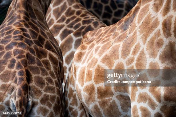 close-up of a giraffe skin pattern texture - animal prints stock pictures, royalty-free photos & images