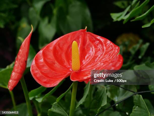 close-up of red rose flower,richmond,united kingdom,uk - flamingo lily stock pictures, royalty-free photos & images