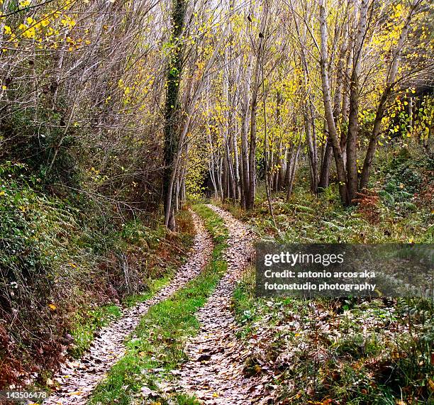 path through forest of colorful leaves - cortegana fotografías e imágenes de stock