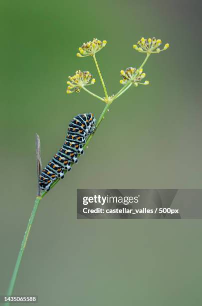 close-up of insect on plant,barcelona,spain - caterpillar stock-fotos und bilder