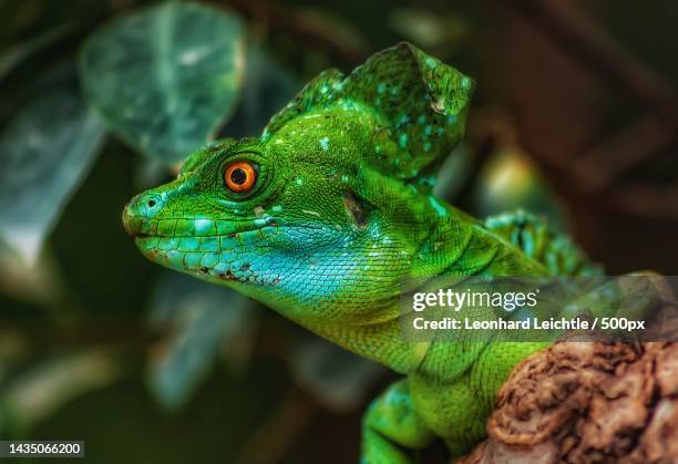 close-up of basilisk on plant - basilisk stock-fotos und bilder