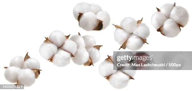 cotton plant flower isolated on white background - cotton plant stock-fotos und bilder