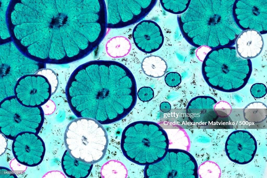 Bacteria under microscope Abstract light blurred texture