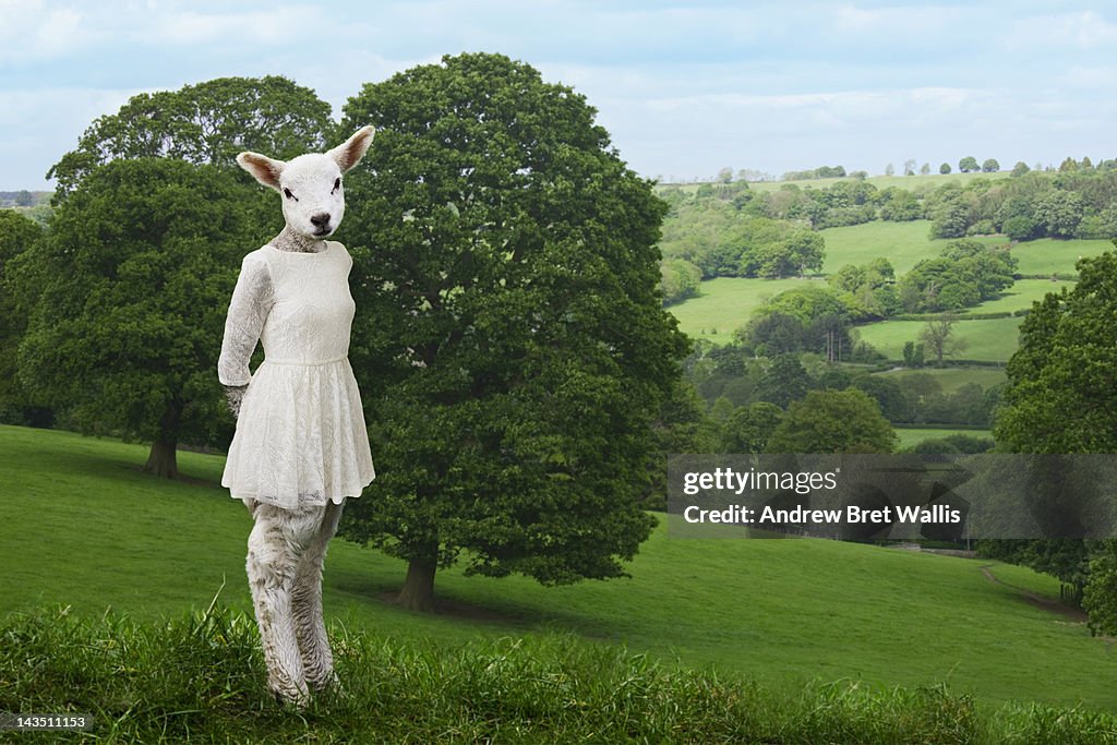 Lamb poses in a white dress against a landscape