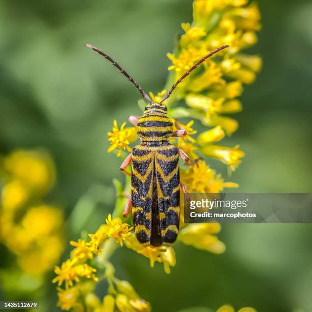 locust borer, (megacyllene robiniae), locust rosene, coleoptera, chrisomeloidae. - goldenrod stockfoto's en -beelden