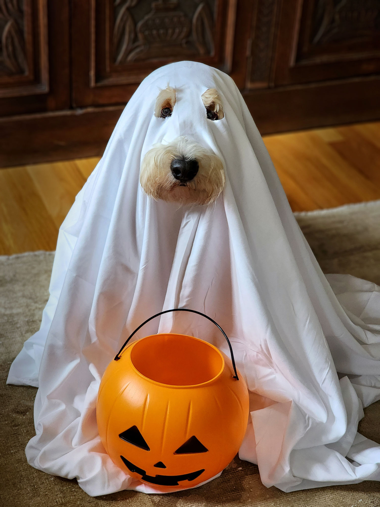 dog halloween costume