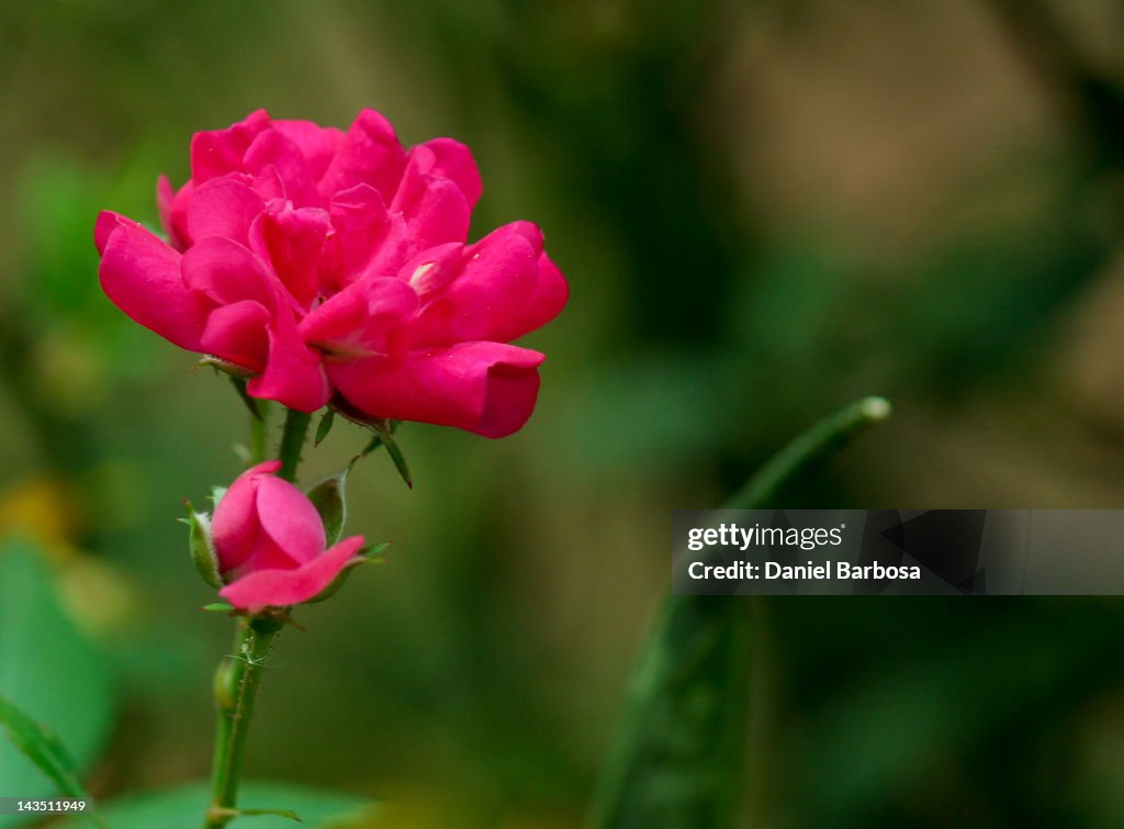 Pink flower