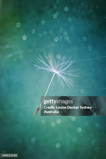 suspended animation - close up on dandelion spores stock pictures, royalty-free photos & images