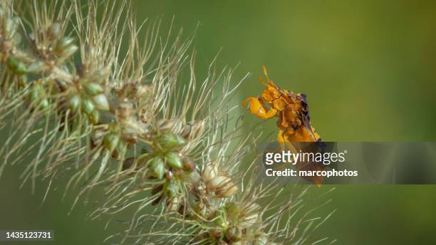 ambush bug, (phymata americana americana), punaise embusquée, phymatinae. - ambush stock pictures, royalty-free photos & images