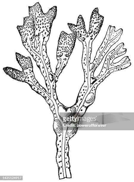 felsenkrautpflanze (fucus vesiculosus) - 19. jahrhundert - alge stock-grafiken, -clipart, -cartoons und -symbole