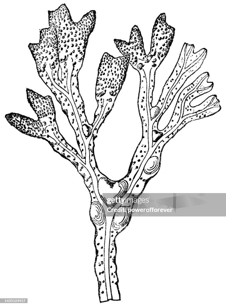Fucus vesiculosus (Fucus vesiculosus) - 19ème siècle