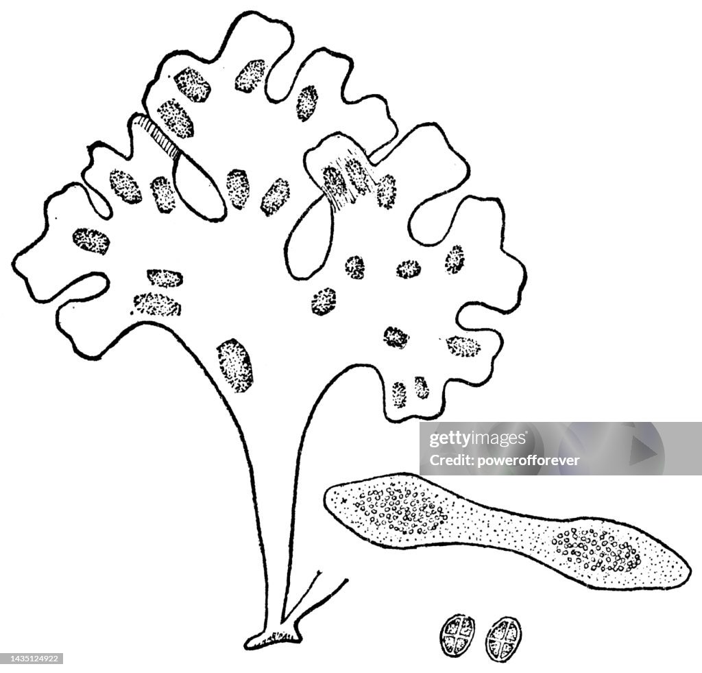 Carrageen Moss Seaweed Plant (Chondrus Crispus) Tetrasporaphyte, Tetrasporangia and Tetraspores - 19th Century
