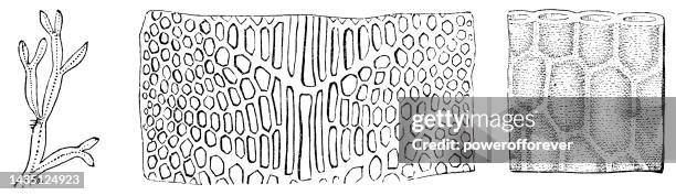 11 Microalgas High Res Illustrations - Getty Images