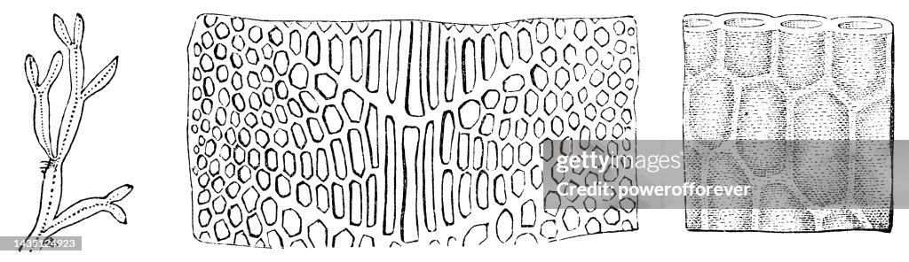 Red Algae Plant (Caloglossa Delesseriaceae) Branch and Magnified Cell Structure - 19th Century