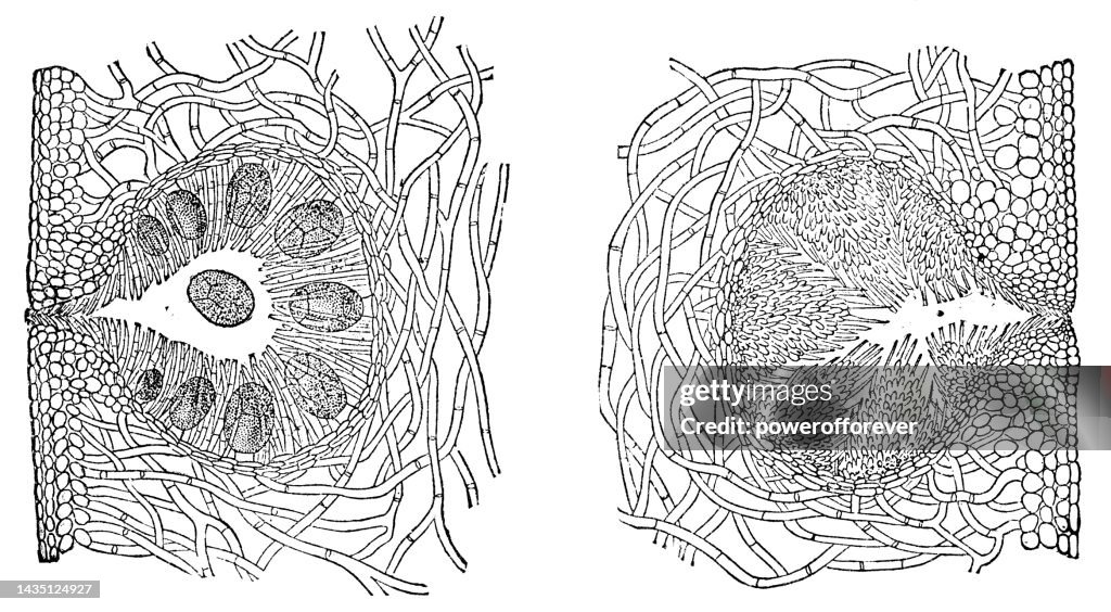 Rockweed Plant (Fucus Vesiculosus) Female and Male Conceptacles- 19th Century