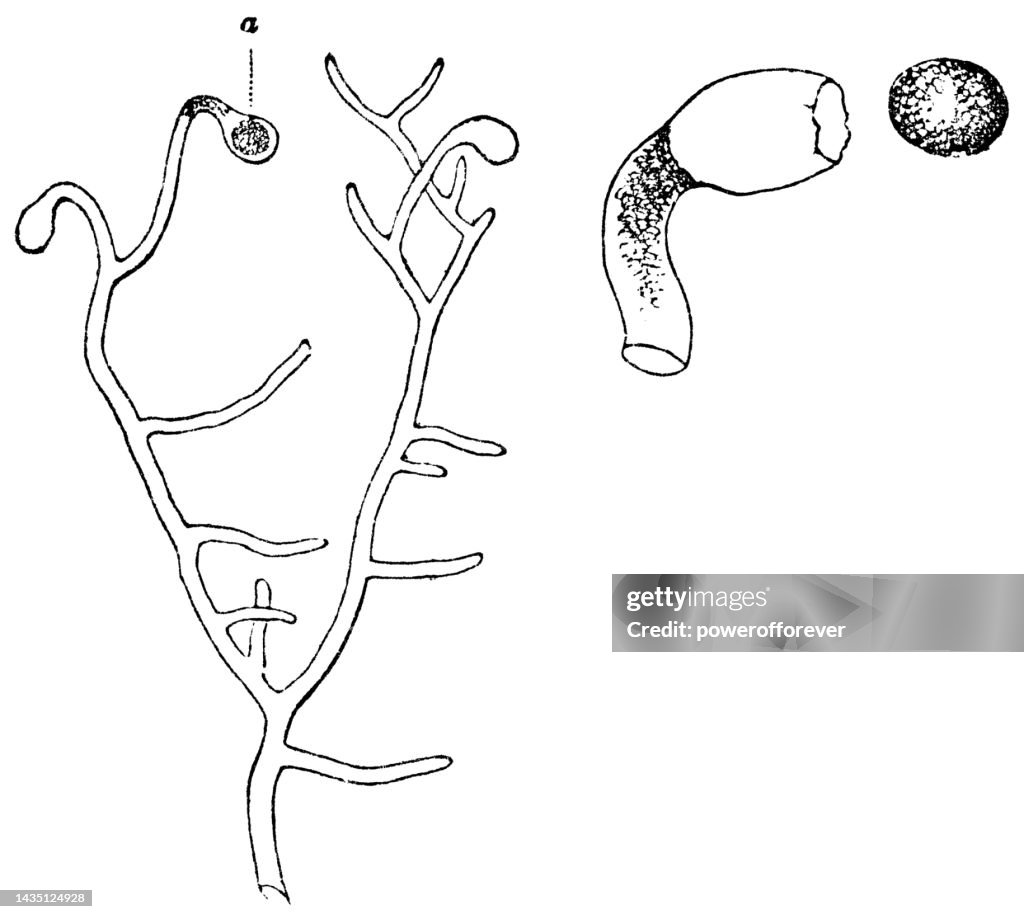 Vaucheria Yellow-Green Algae Plant, Magnification of Sporangium and Spore - 19th Century