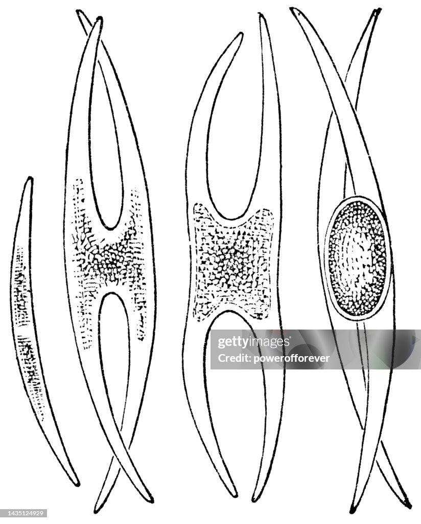 Closterium Green Algae Plant Magnification of Conjugation Spore Reproduction Process - 19th Century