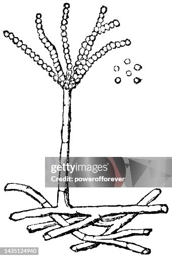 Hongo del moho de penicilina (Penicillium chrysogenum) - siglo 19 Hongo del moho de penicilina (Penicillium chrysogenum) - siglo 19