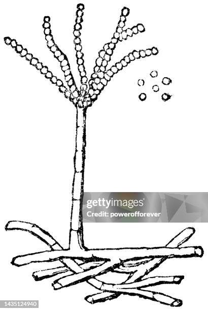 151点の青カビイラスト素材 Getty Images 151点の青カビイラスト素材 Getty Images