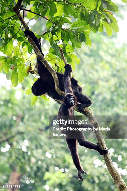 black-headed spider monkey - black headed spider monkey stock pictures, royalty-free photos & images