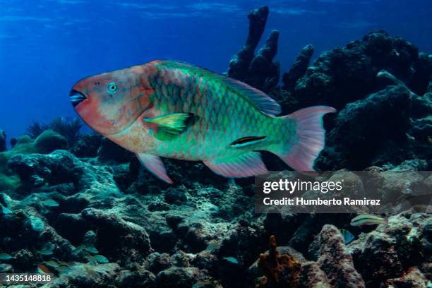 rainbow parrotfish. - parrotfish fotografías e imágenes de stock