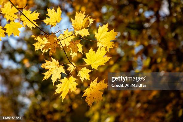 fall leaf colors in woods - plant vector stock pictures, royalty-free photos & images