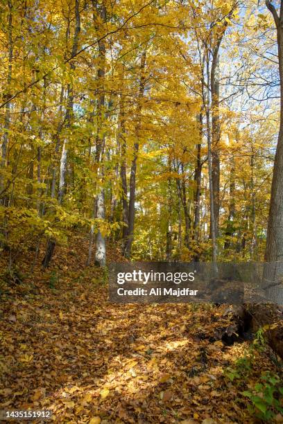 fall leaf colors in woods - plant vector stock pictures, royalty-free photos & images