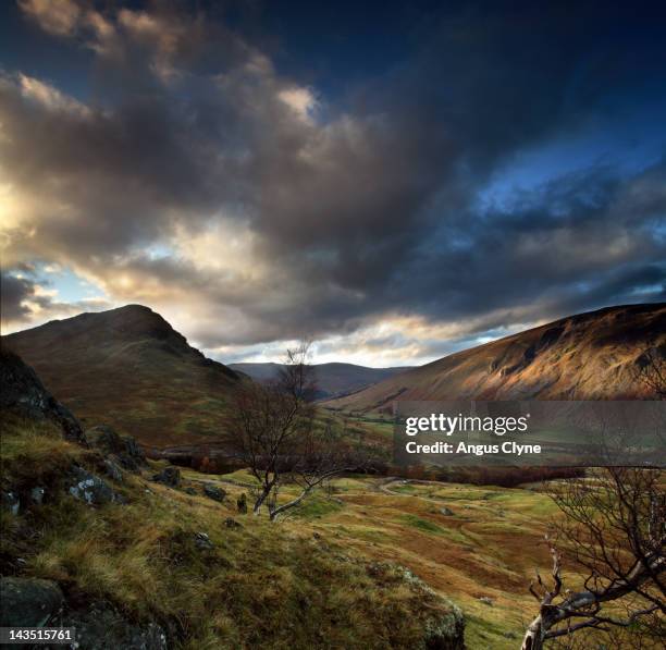highland glen birch tree autumn colour - perth escócia imagens e fotografias de stock