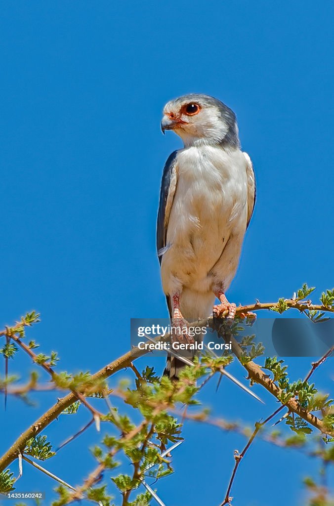 Pygmy Raptors The Pygmy Falcon Or African Pygmy Falcon Is A Falcon That Lives In ...