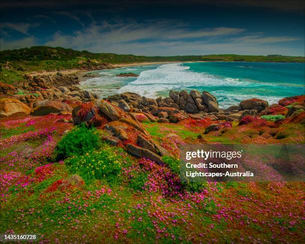 spring blooms of pig-face, king island, bass strait, tasmania, australia - tasmania landscape stock-fotos und bilder