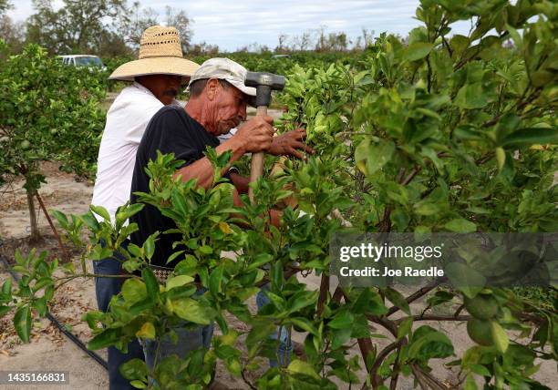 Juan Mandojdo and Alex Jacobo attempt to prop up with stakes the new growth orange trees in the orange groves of V.C. Holllingsworth, III, on October...