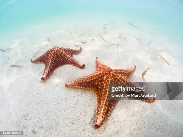 starfish laying in the sand at starfish point, grand cayman, cayman islands - grand cayman islands foto e immagini stock