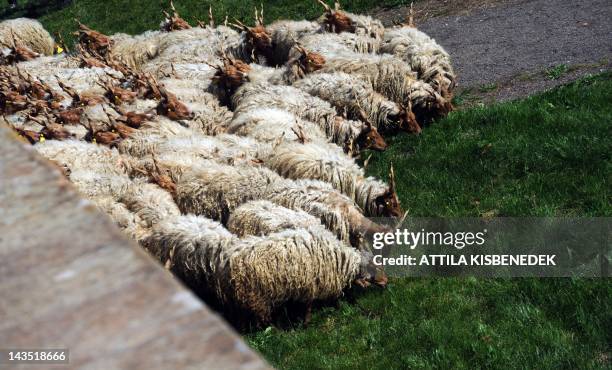 Malku Racka Racka Photos and Premium High Res Pictures - Getty Images