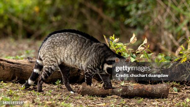 large indian civet (viverra zibetha) the body is white and black live in tropical forest - civet cat stock pictures, royalty-free photos & images