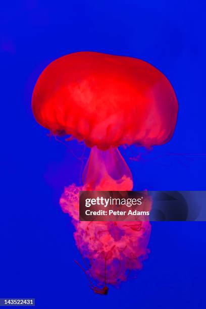 pacific sea nettle jellyfish, shanghai aquarium - sea nettle jellyfish stockfoto's en -beelden