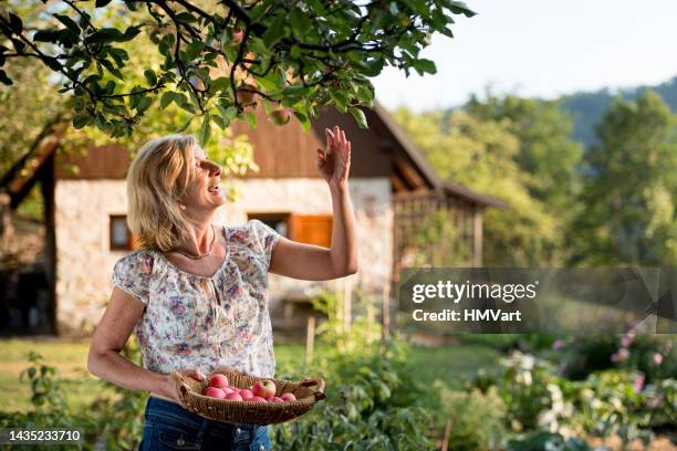 woman in summer picking ripe organic apples from apple tree in the garden - apple tree stock pictures, royalty-free photos & images